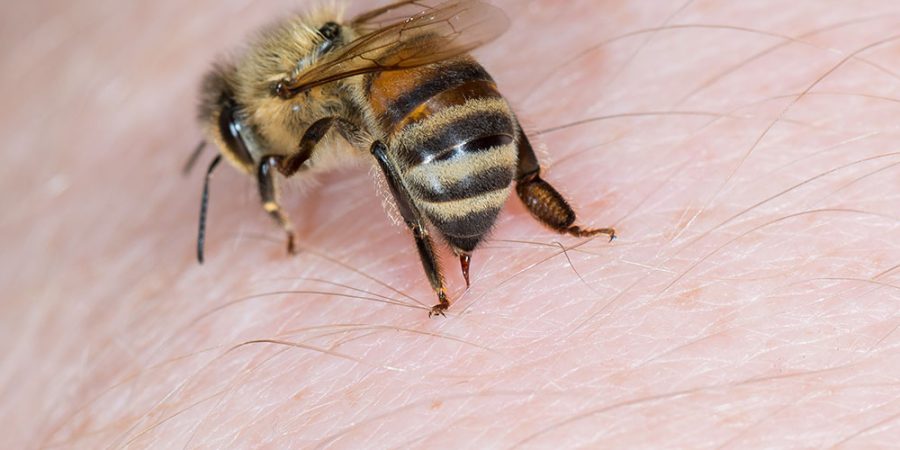 abeja apitox crema